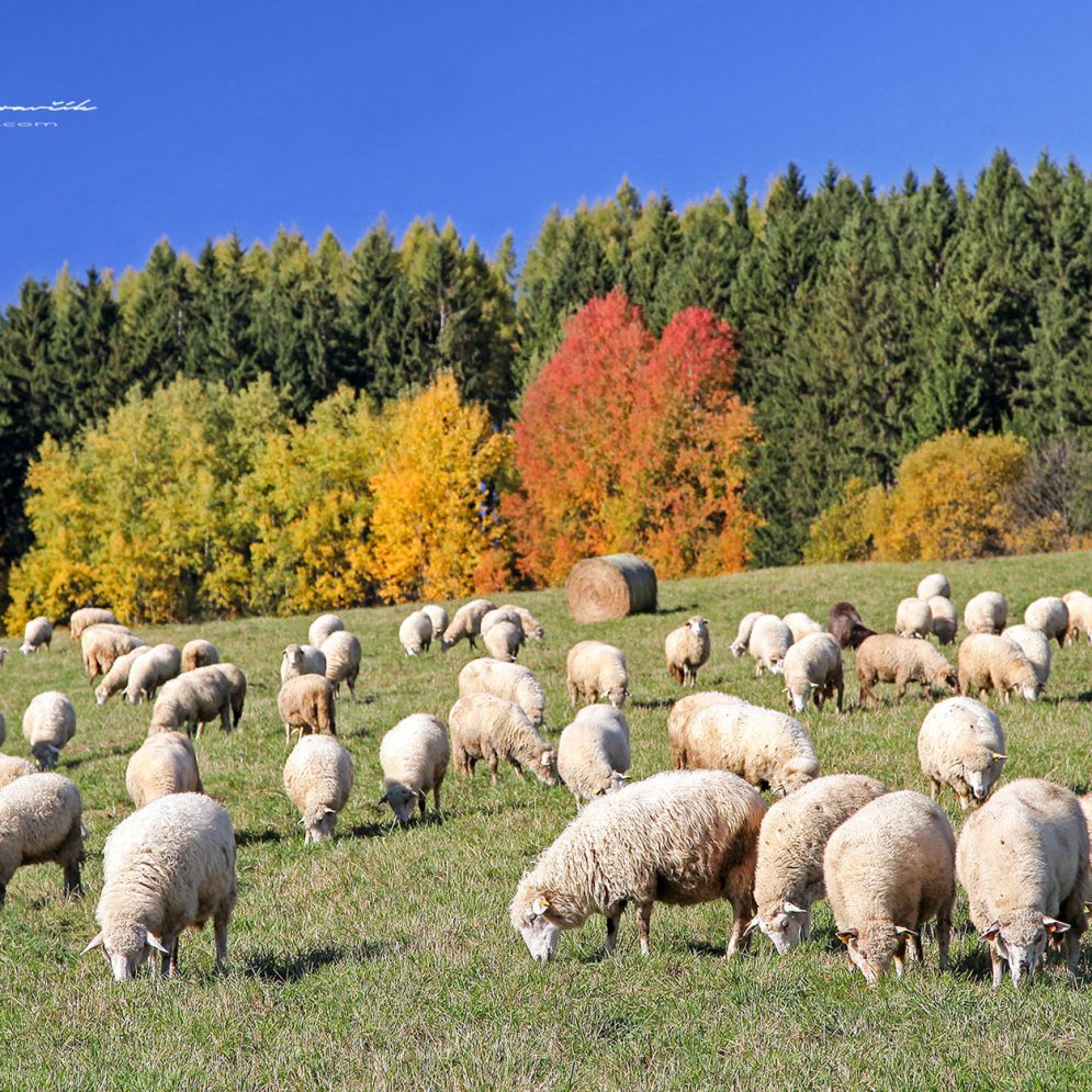 Sheep farming at Liptov area