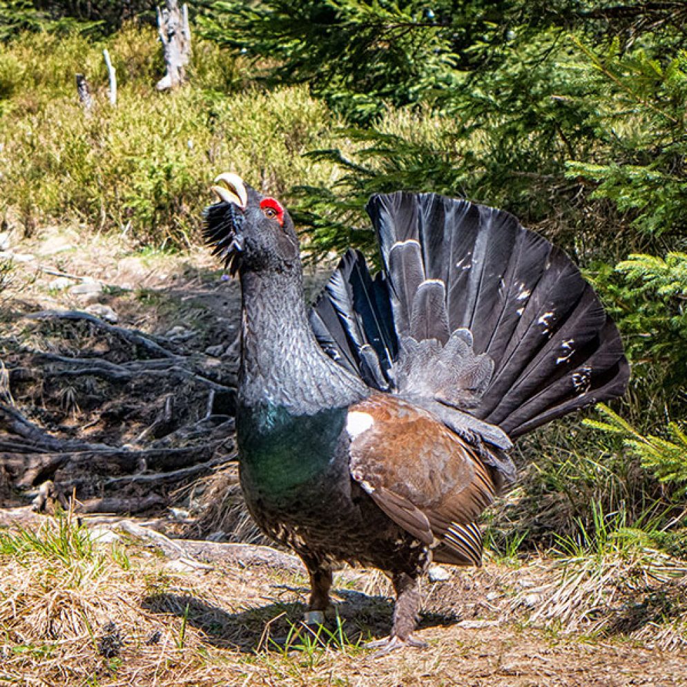 Western capercaillie in Great Fatra mountains