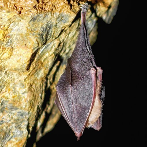 Spiaci netopier v Bystrianskej jaskyni
