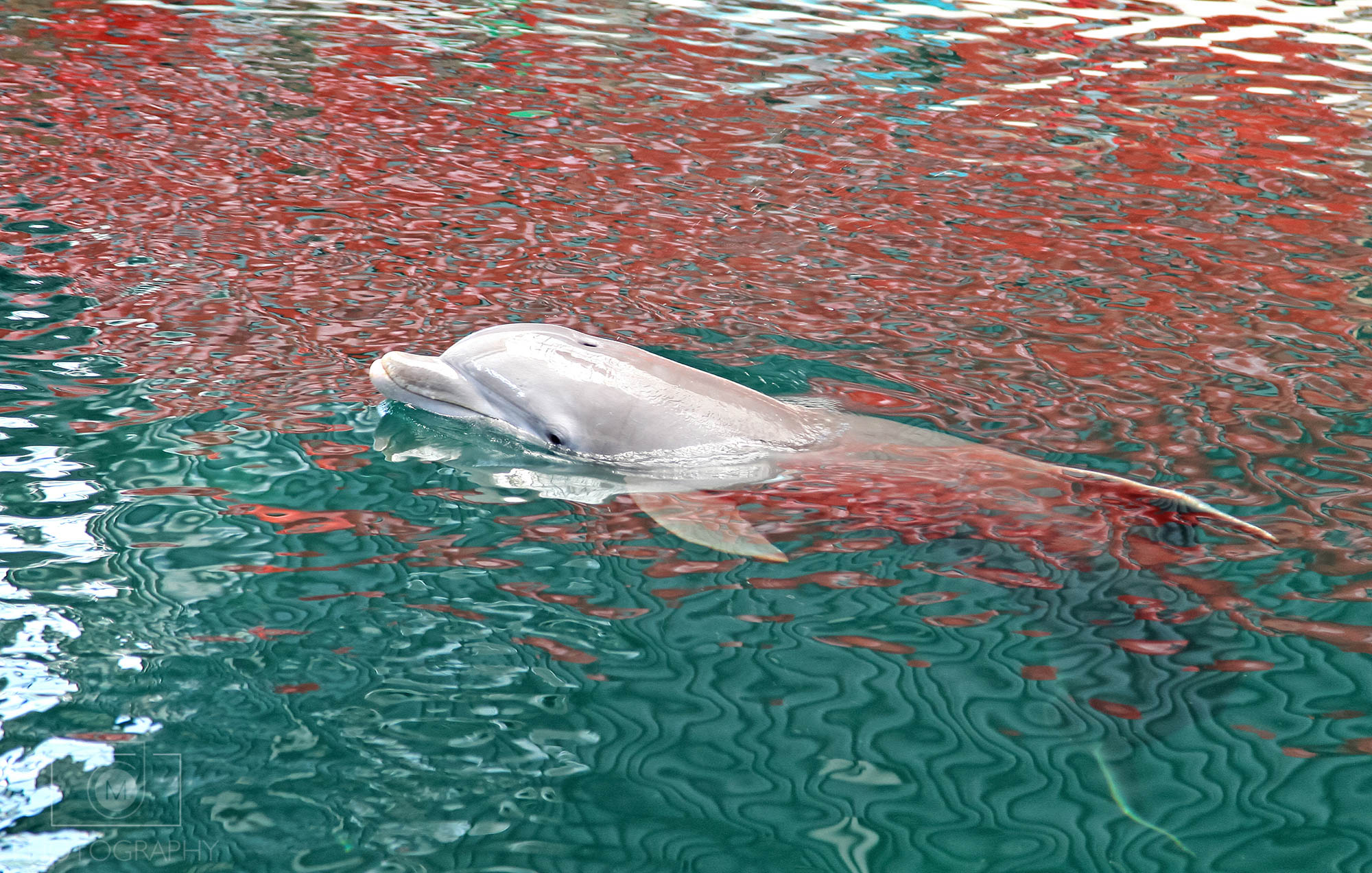 Delfinárium Varna, Bulharsko