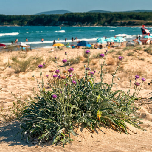 Pieskové duny na Severnej pláži v Primorsku
