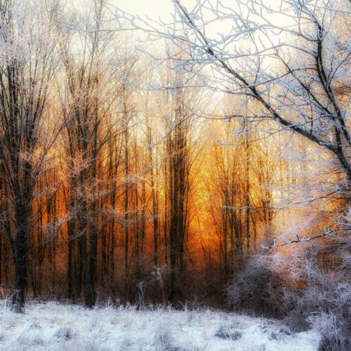 Posledné svetlo zimného dňa