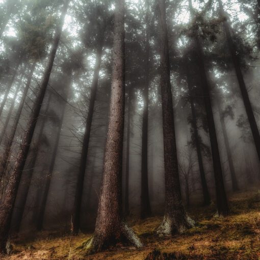 Temný les Veľkej Fatry