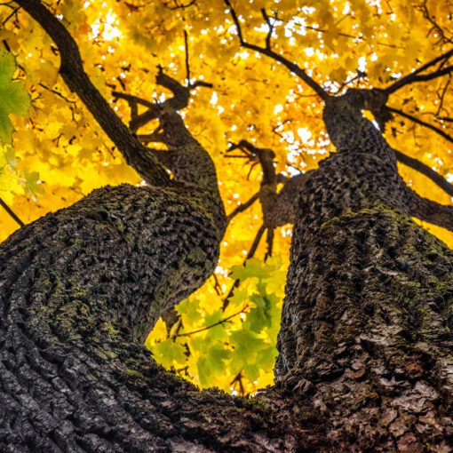 Pod žltým lístím