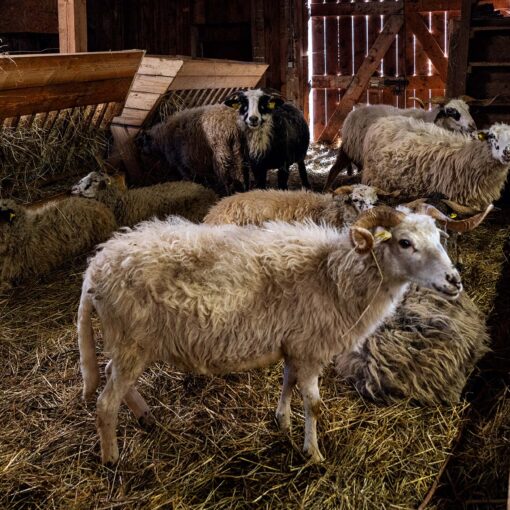 Ovečka valaška v Kolibe u dobrého pastiera