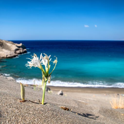 Biely kvet na piesočnatých dunách pri pláži Agios Pavlos, Kréta