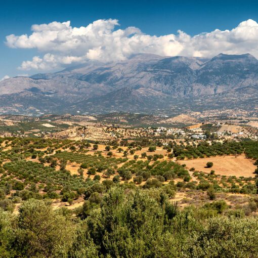 Olivové háje pod horami v strednej časti Kréty