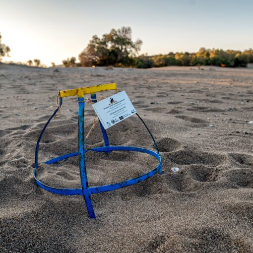 Hniezdo korytnačky Caretta caretta na pláži Kalamaki, Kréta