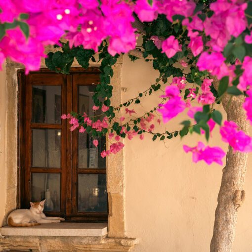 Mačka a kvitnúca bougainvillea – detail z kláštora Panagia Odigitria, Kréta