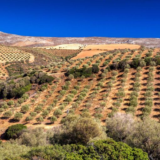 Olivové háje na svahoch Kréty – tradičná poľnohospodárska krajina