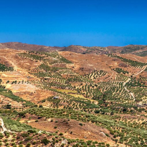 Krétska krajina s olivovými hájmi a horami – pohľad z oblasti Mount Kedros