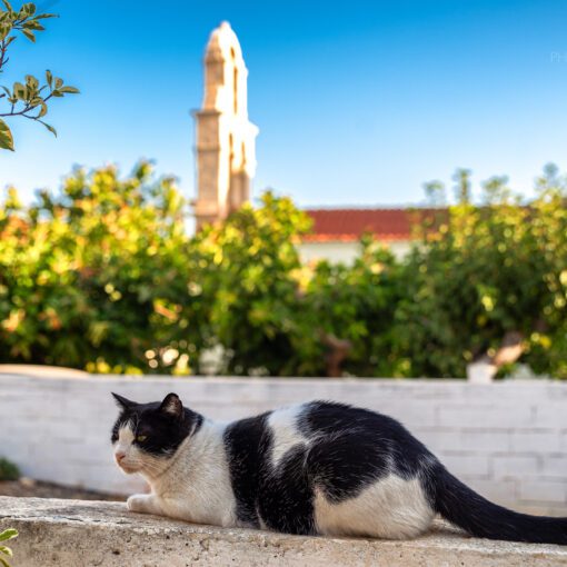 Čierno-biela mačka v dedinke Panormos