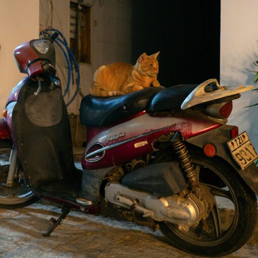 Mačka na skútri v meste Panormos na Kréte