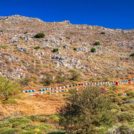 Včelie úle v horách Sitia – tradičné krétske včelárstvo