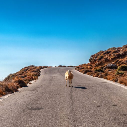 Ovca na horskej ceste – pokojný okamih z východnej Kréty