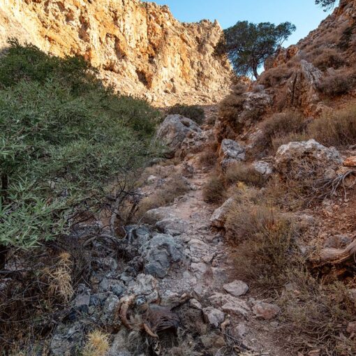 Mŕtva koza v Údolí mŕtvych – symbolický pohľad na Zakros Gorge, Kréta