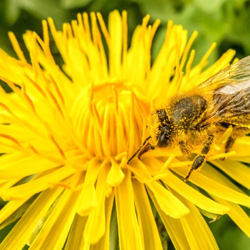 Včela medonosná & Púpava lekárska