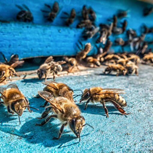 Včelárstvo v Liptovských Sliačoch