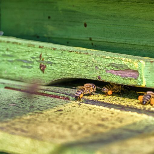 Včelárstvo v Liptovských Sliačoch