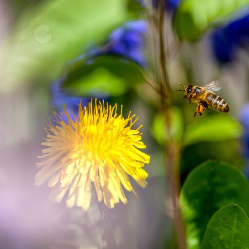 Včela na "love"
