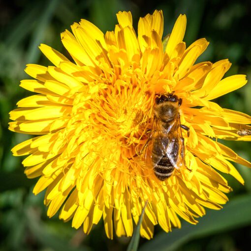 Včela medonosná & Púpava lekárska
