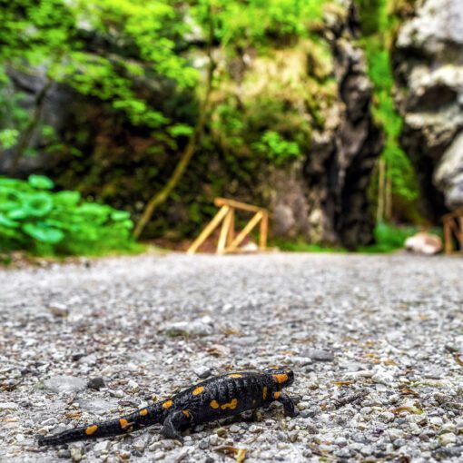 Salamandra škvrnitá v Gaderskej doline