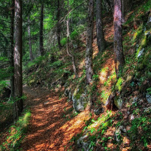 Chodníkom na Malinô Brdo