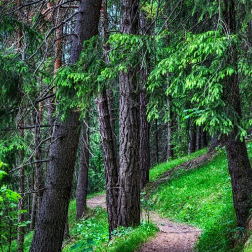 Chodníkom na Malinô Brdo