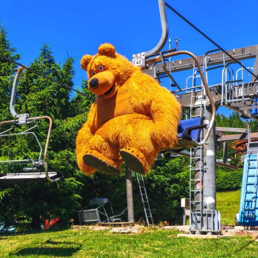 Medvede vo Veľkej fatre