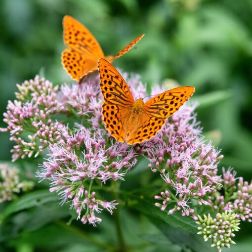 Perlovec striebristopásový