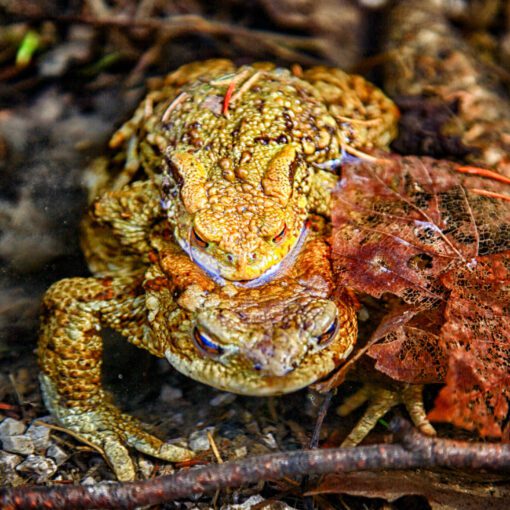 Ropucha Bradavičnatá v Hrabovskej nádrži