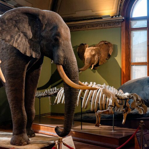 Prírodovedecké múzeum vo Viedni