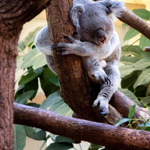 Koala v Zoo Viedeň